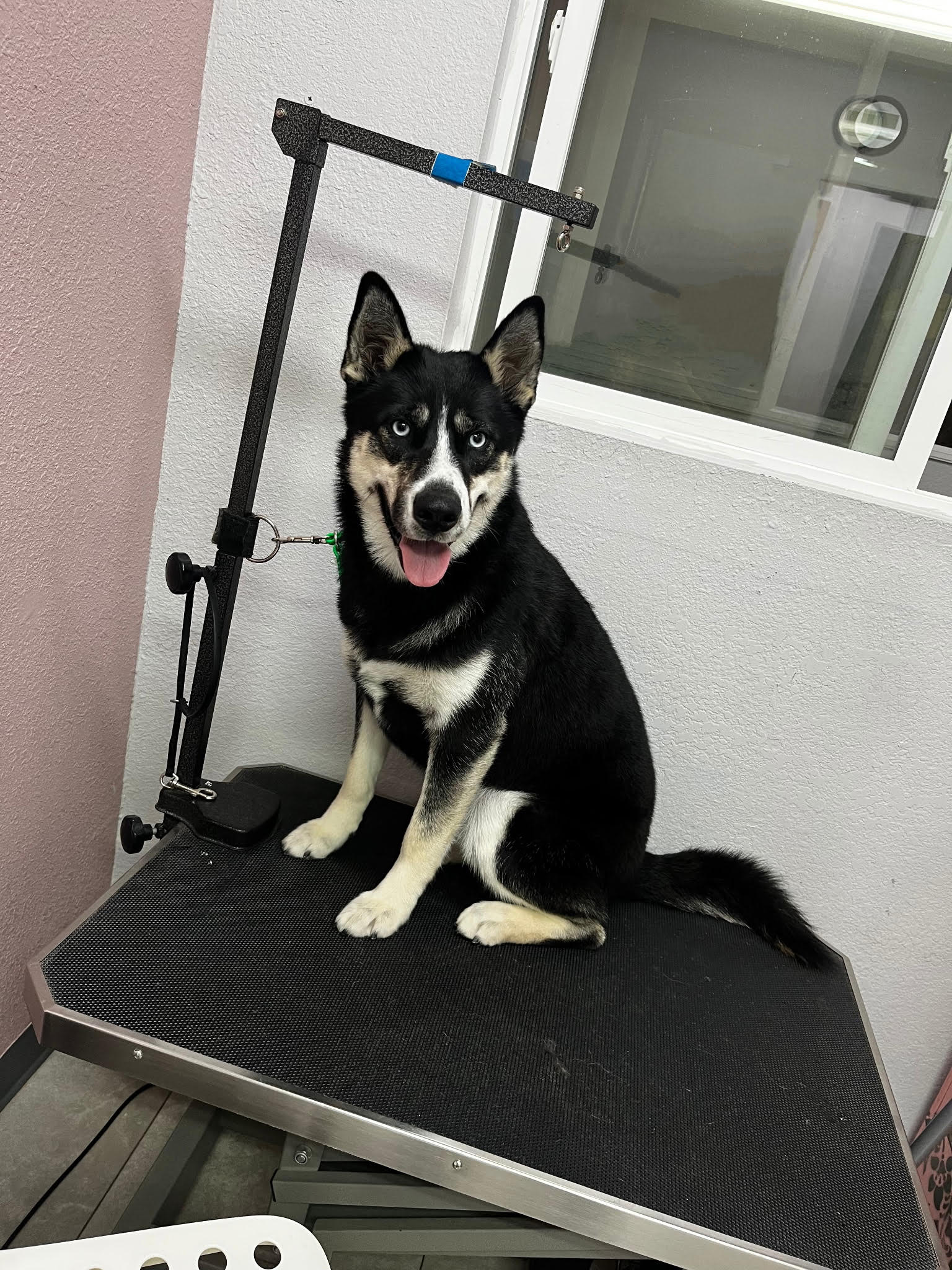 Happy pampered pet