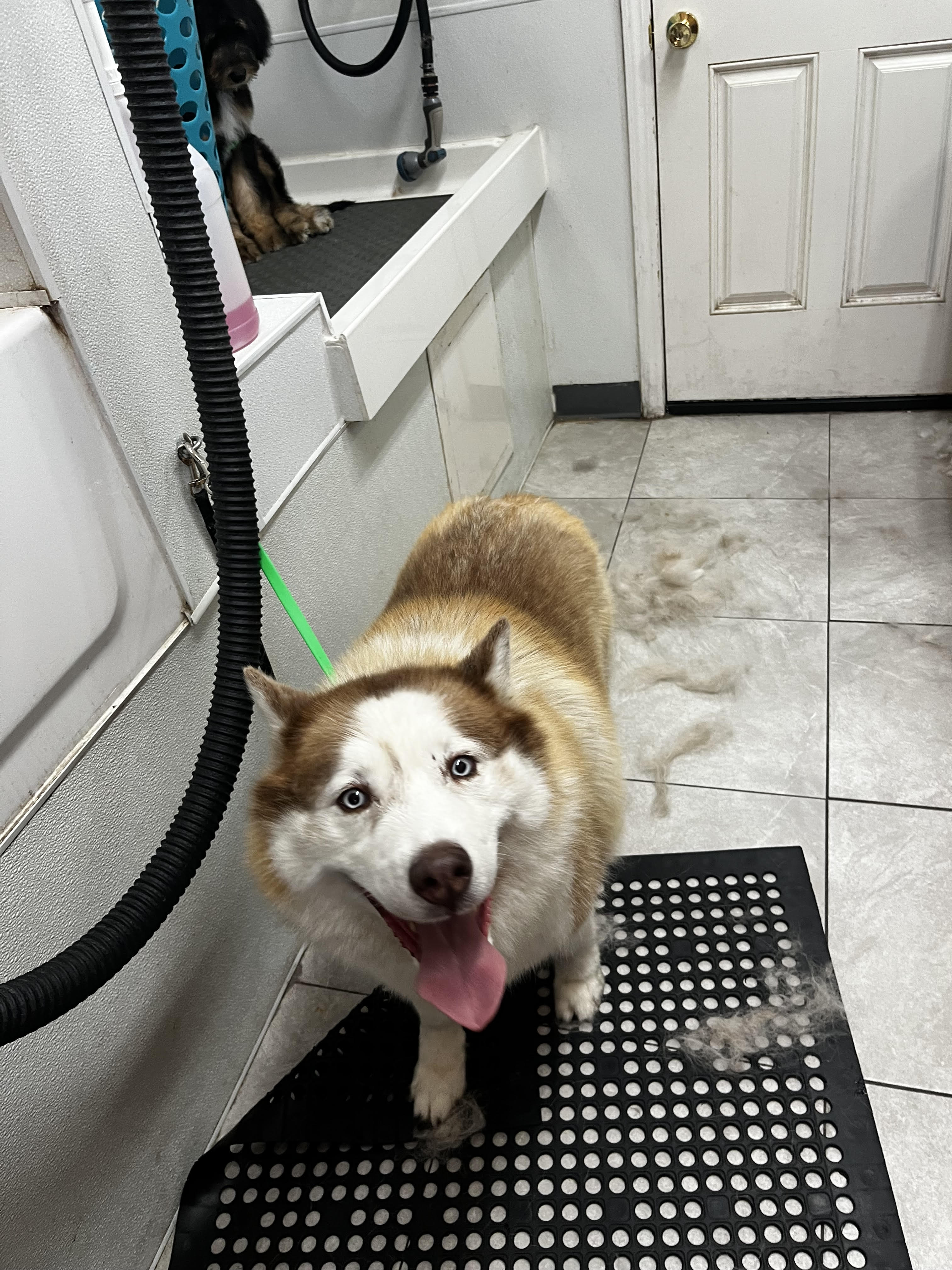 Happy pampered pet